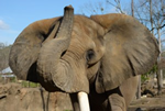 Alabama Zoo elephant